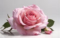 Forever A Rose Scented Candle - 10 oz